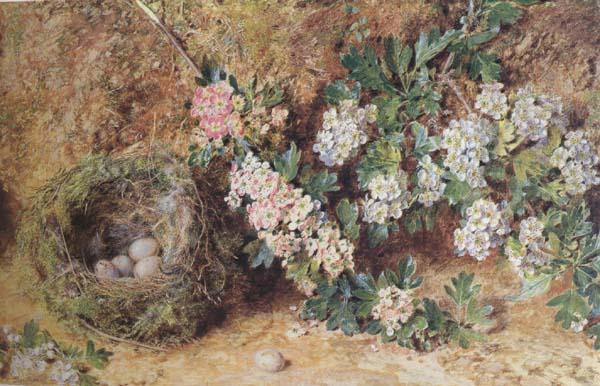 Chaffinch Nest and  May Blossom (mk46), William Henry Hunt,OWS